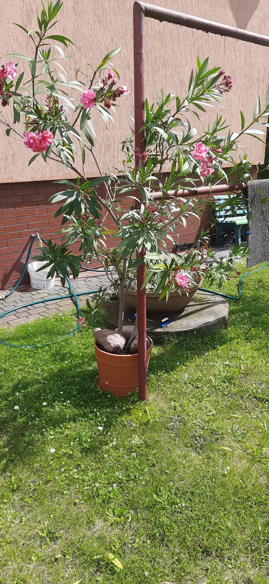 Oleander sprzedam