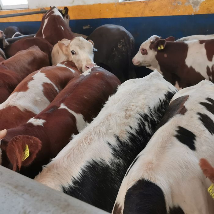 Odsadki mięsne bbb simental