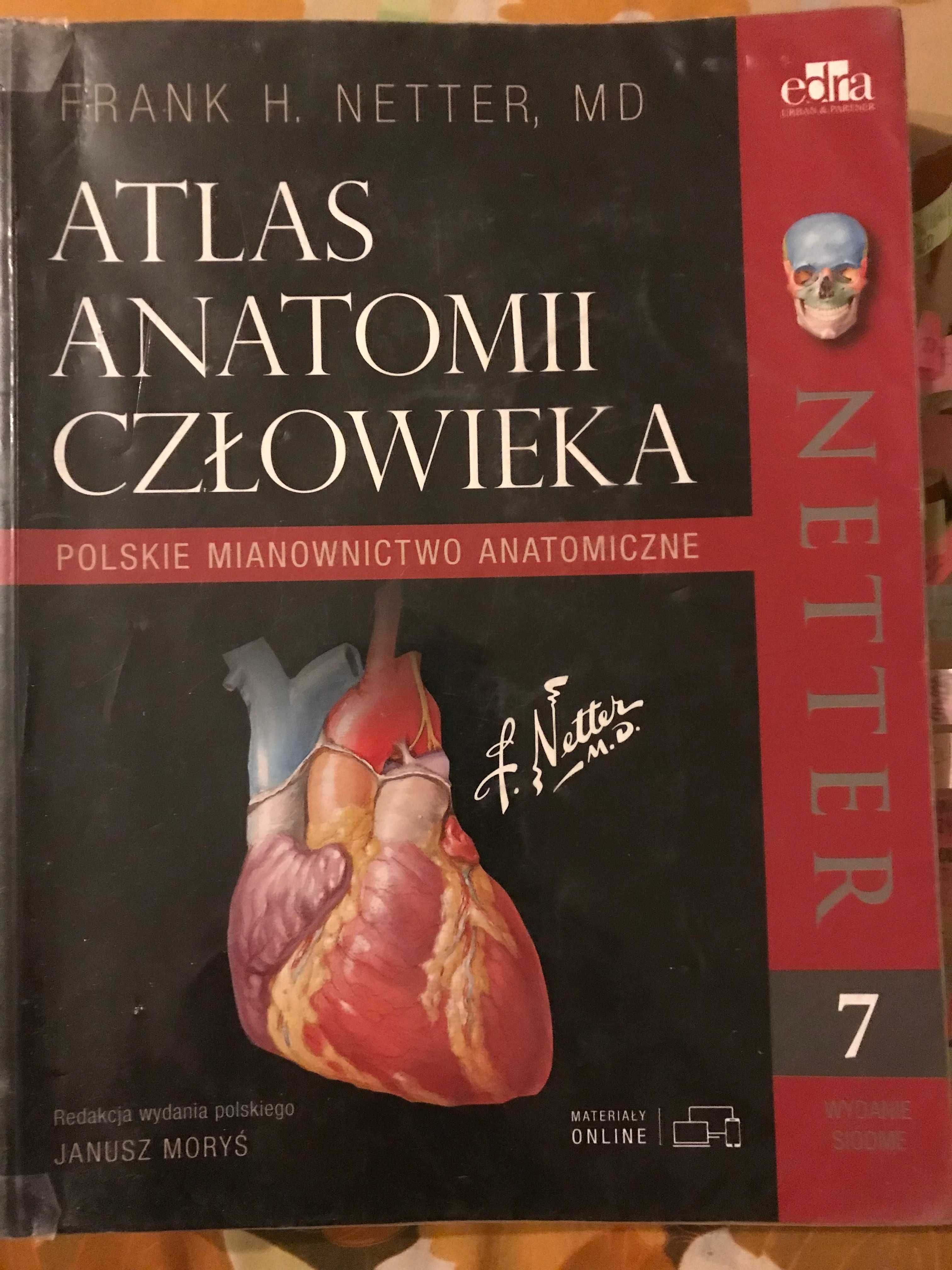 Anatomia Netter mianownictwo polskie