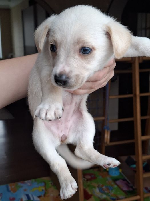 Цуценя в добрі руки, дівчинка