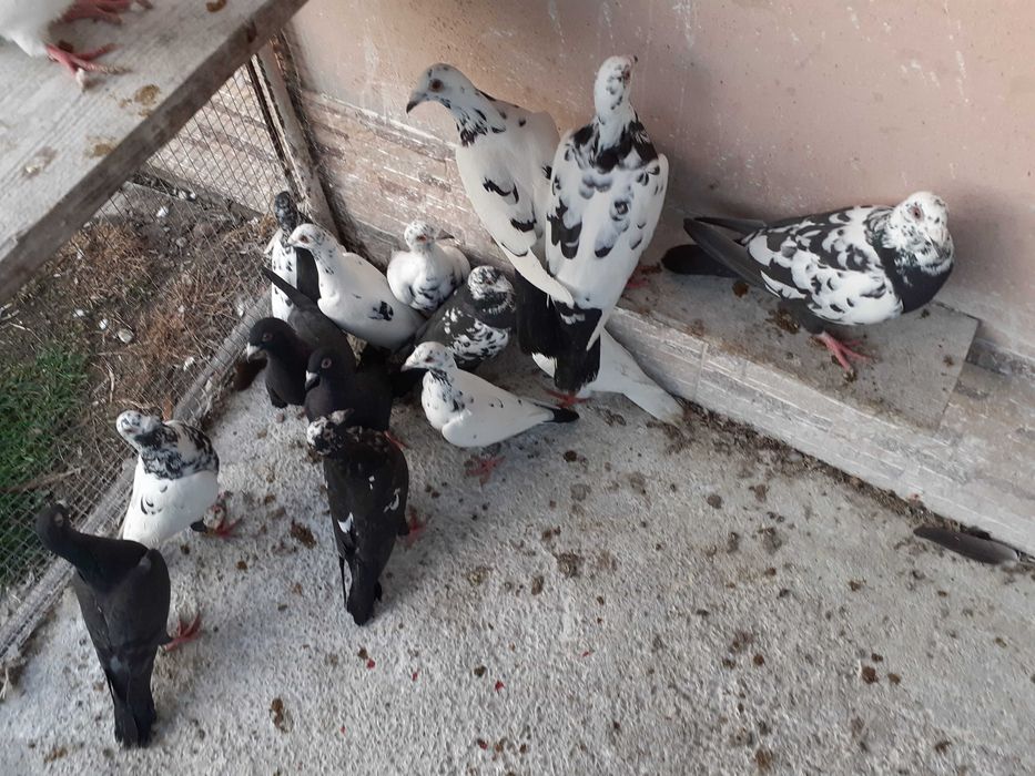 Sprzedam gołębie pocztowe czarne i białe i tygrysy