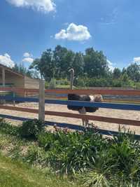Продам сімейну пару страусів