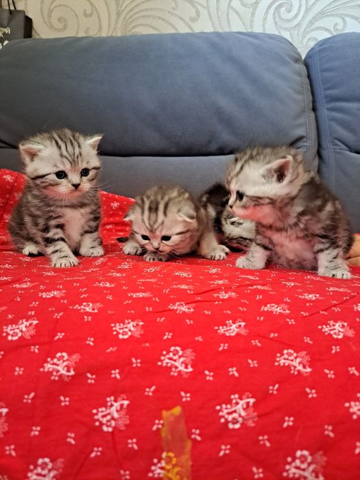 Котята шотландские мраморные