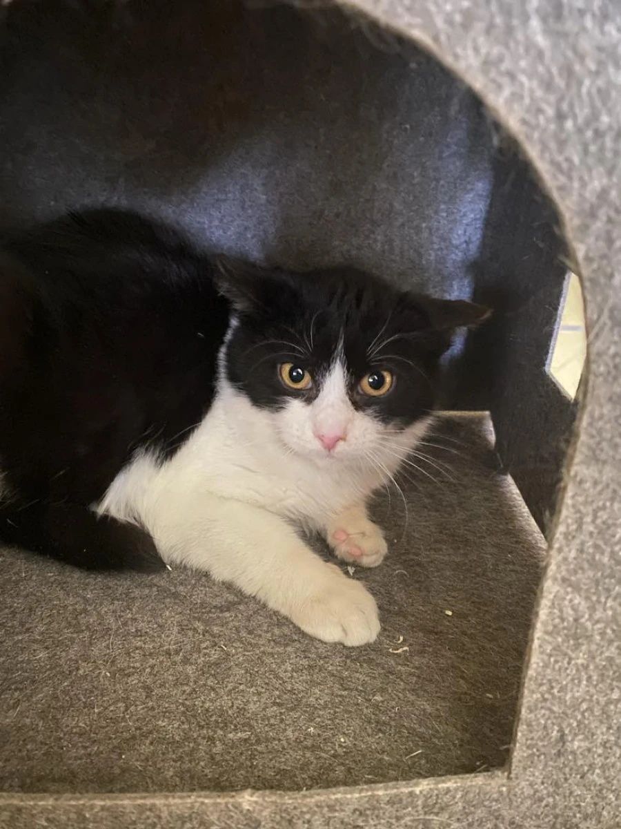 Młody kocurek Fugi do adopcji!