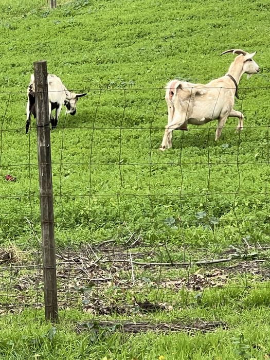 CABRA alpina  exelente linhagem