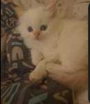 Голубоглазий котик
