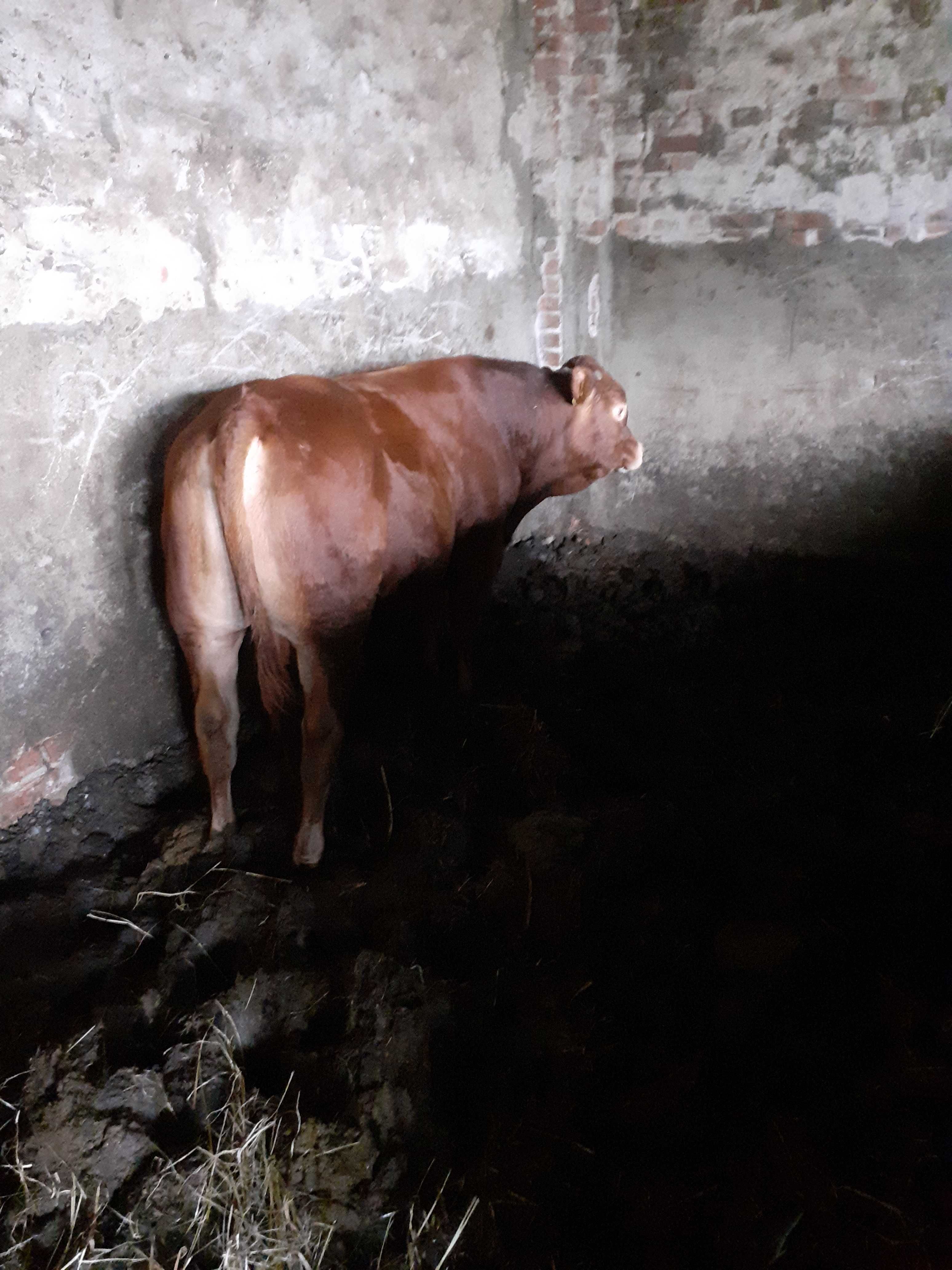 Byki mięsne, półroczne, 200-250 kg, 2 sztuki
