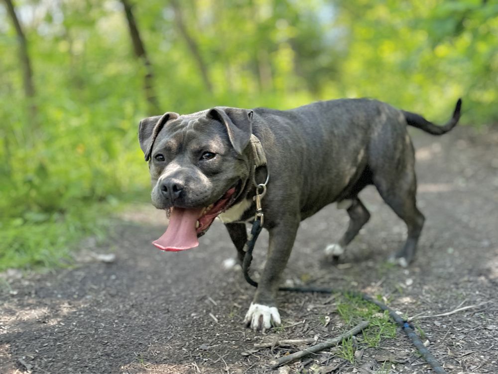 Śliniak American Bully