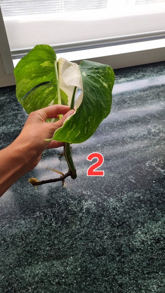 Kwiaty monstera variegata roślina doniczkowa