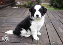 OSTATNI Piesek Border Collie czarno-biały z podpaleniami - badania