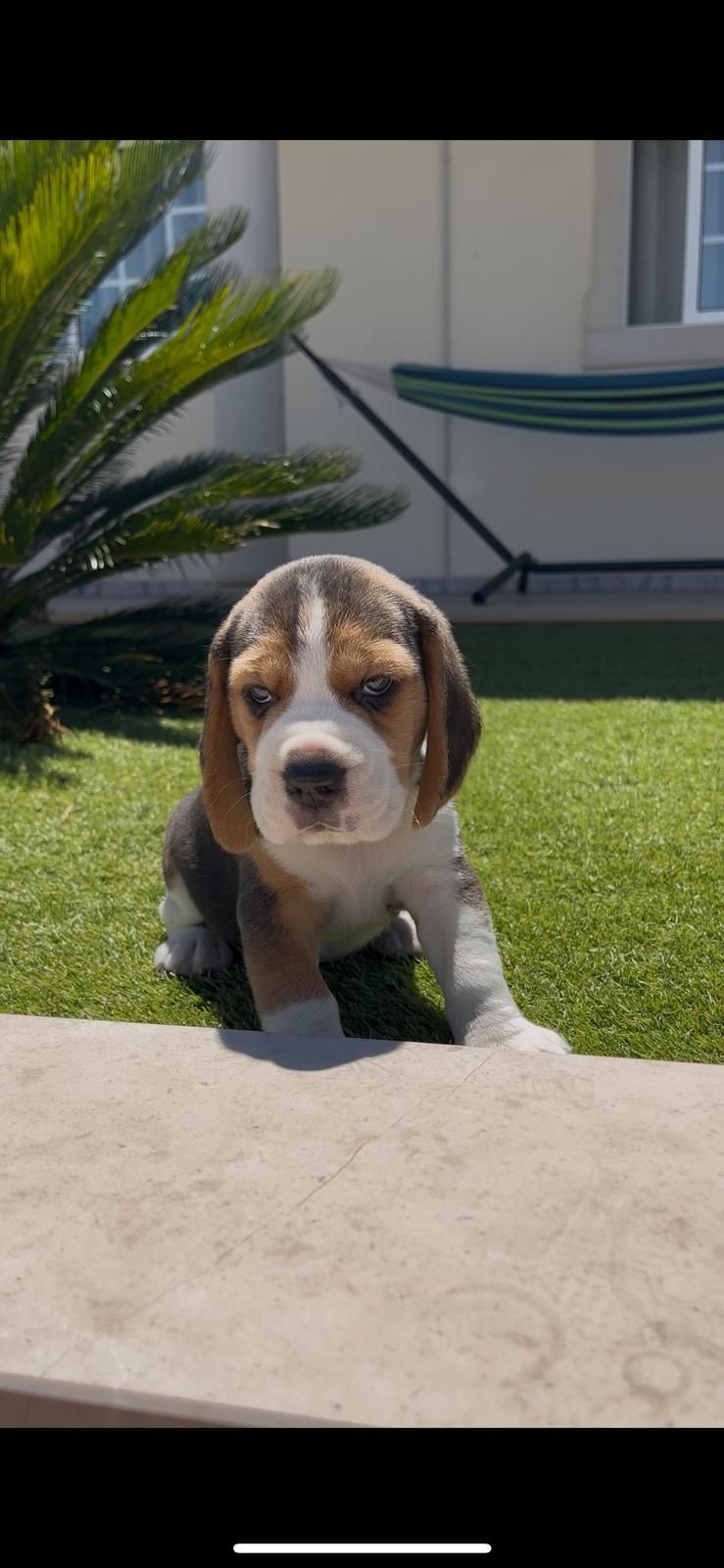Excelente beagle macho