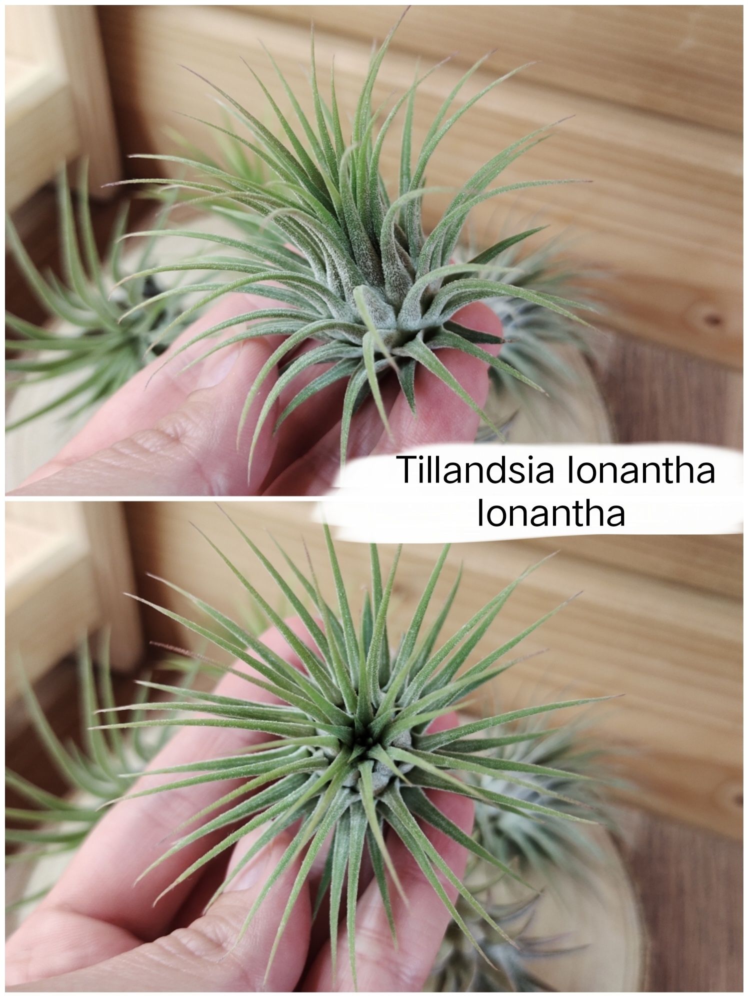 Tillandsia Ionantha scaposa, druid, silver, fuego, vanhyningii oplątwa