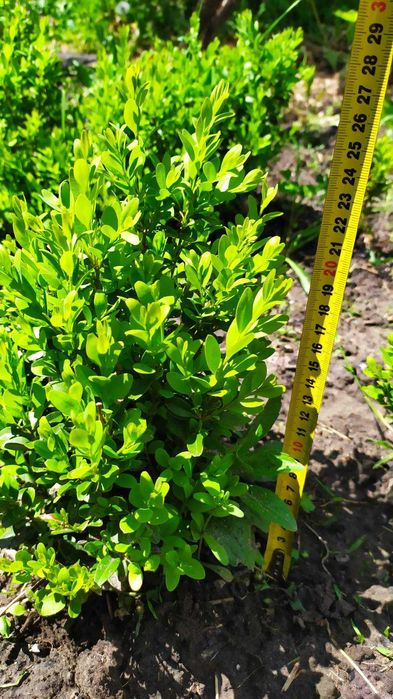 Продам самшит 3х летки, вналчии 40-45 кустиков