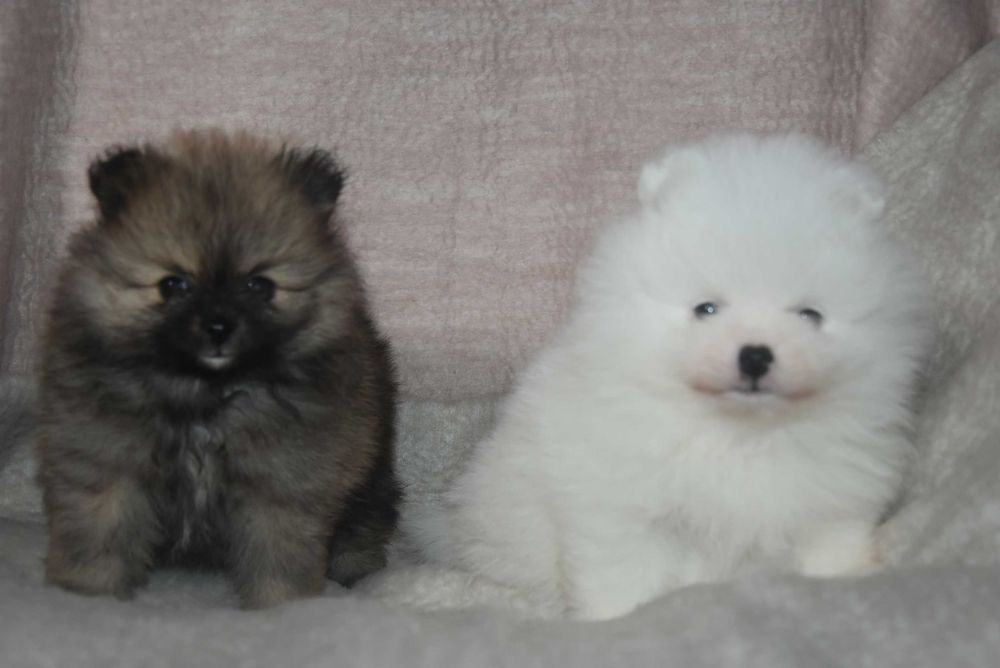 szpic miniaturowy pomeranian