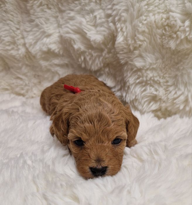 Bichpoo Poochon Bichon Frise Pudel Toy jak Maltipoo suczka czerwona