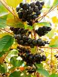 Aronia Darmowa Dostawa Polski SUPERFOOD Idealna na soki przetwory