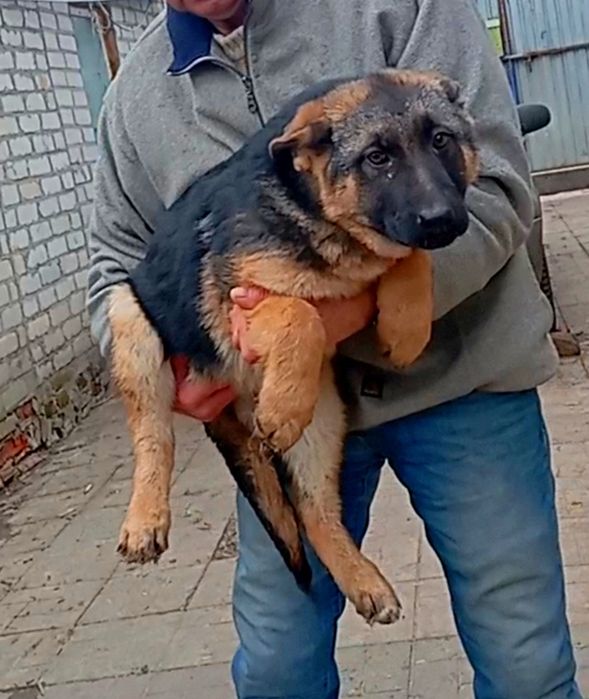 Роскошные крупные суки с родословной.