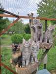 Kotka Betty... Maine Coon