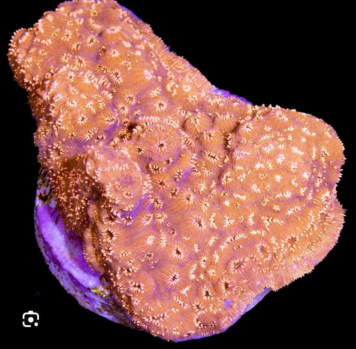 Pavona Maldivensis Metalic Orange koralowiec LPS