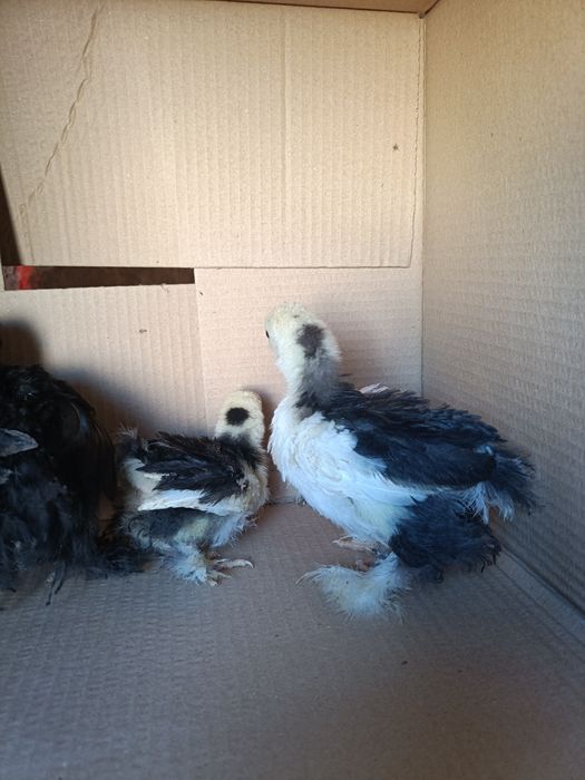 Indio Gigante e Pekin Mottled Negro