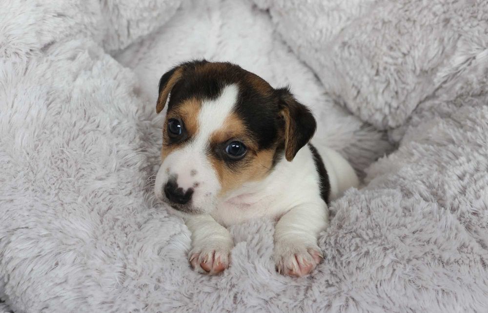 Piesek Jack Russell Terrier z hodowli BREFIO-/badania genet.