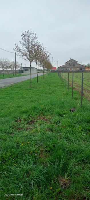 Продам земельну ділянку 24сот. с.Наливайківка Київська обл.