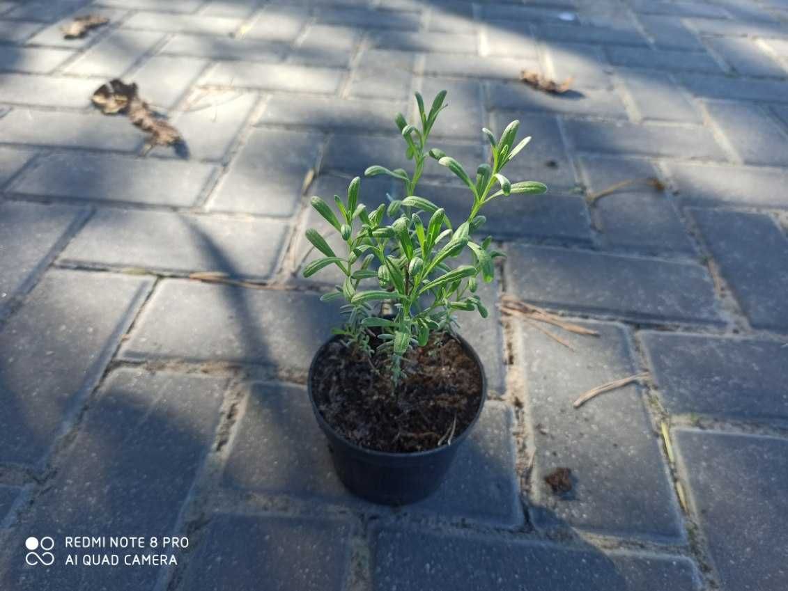 Sadzonka lawendy,lawendula angustifolia Bluescent, Hidcoteblue
