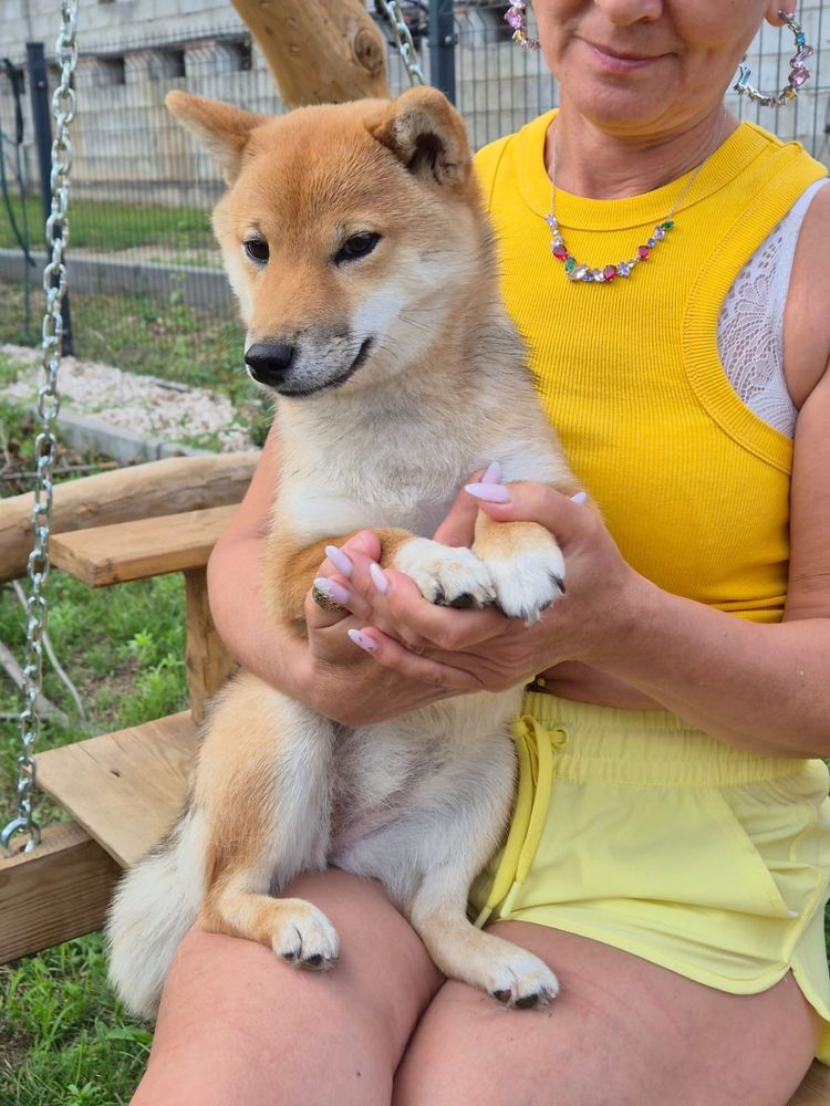 Shiba śliczna czerwona dziewczynka