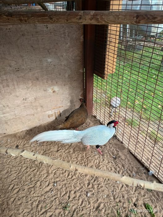 Bażanty kiścia srebrzystego