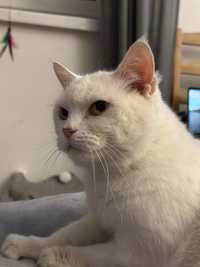 Cudowna kotka Perełka szuka domu bez innych zwierząt