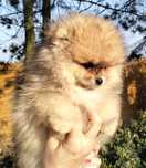Szpic miniaturowy. Pomeranian.