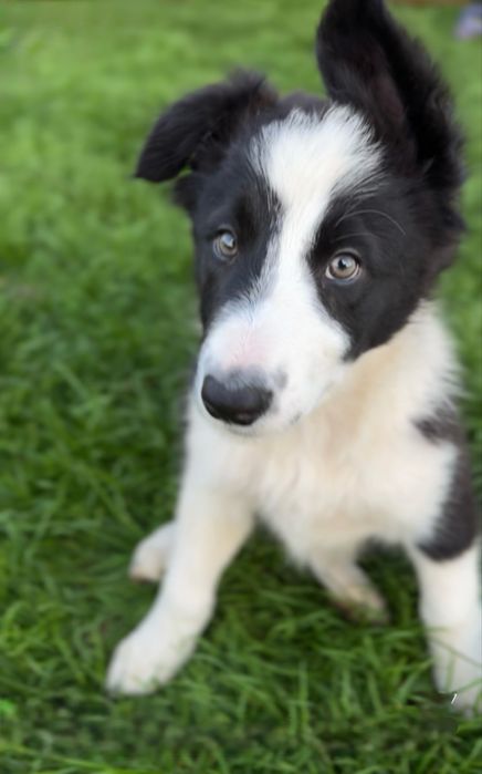 Szczeniak Border Collie piesek