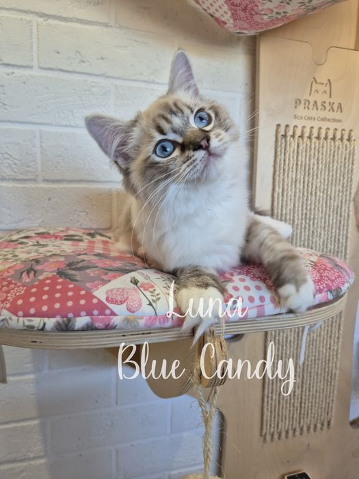 Kotka Ragdoll Luna Blue Candy Pl Warszawa Gotowa do odbioru FPL