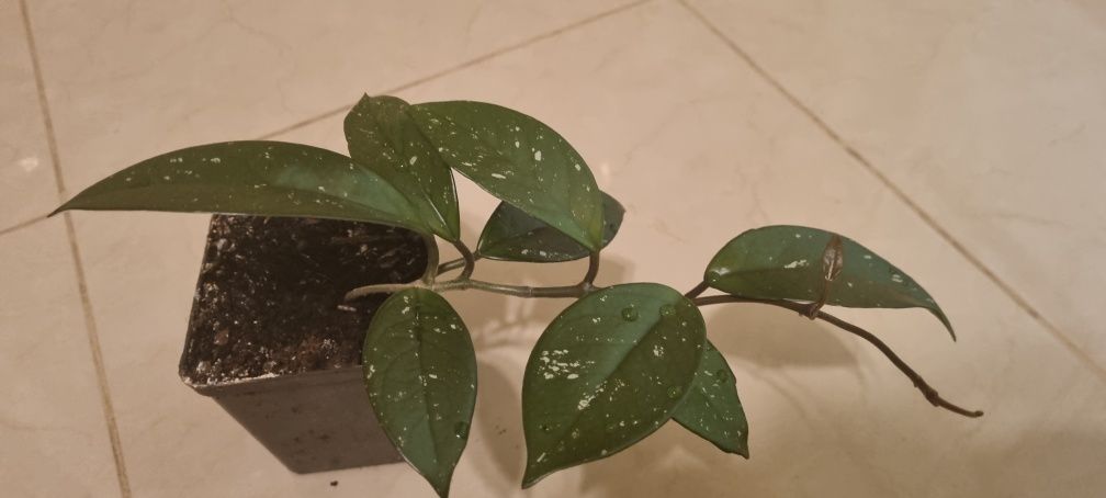 Hoya carnosa -  Hoja Różowa roślina w doniczce P-9
