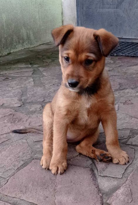 Віддам прекрасних цуценят