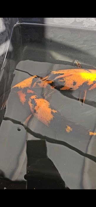 Carpas koi hi utsuri