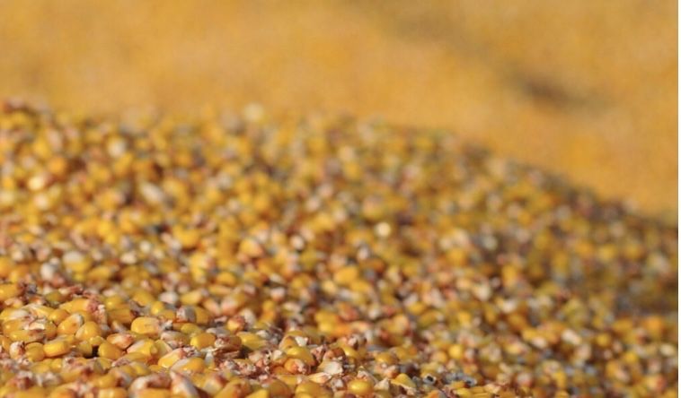 Kukurydza sucha ziarno Zbiór 2025