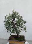 Bonsai de sobreiro