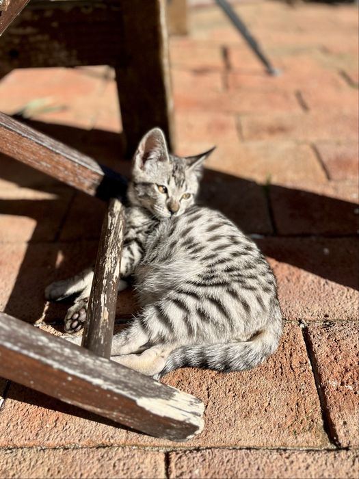 Gato exótico de raça Savannah