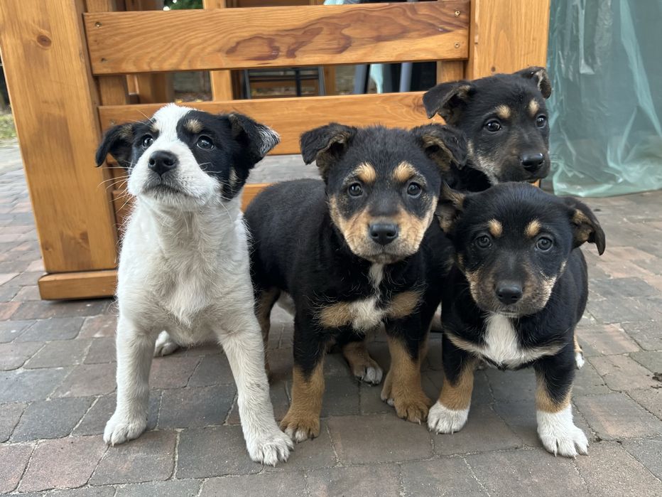 Oddam pieski w bardzo dobre ręce