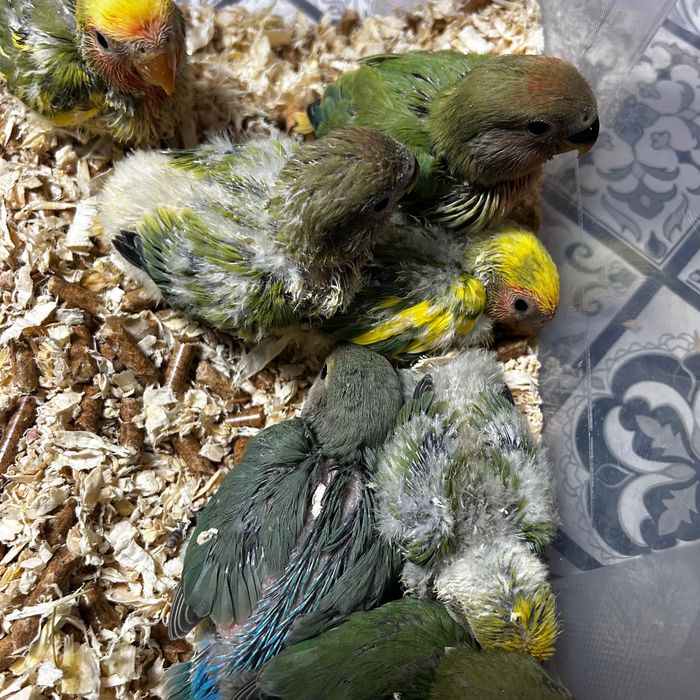 Agapornis roseicollis para criar há mão.