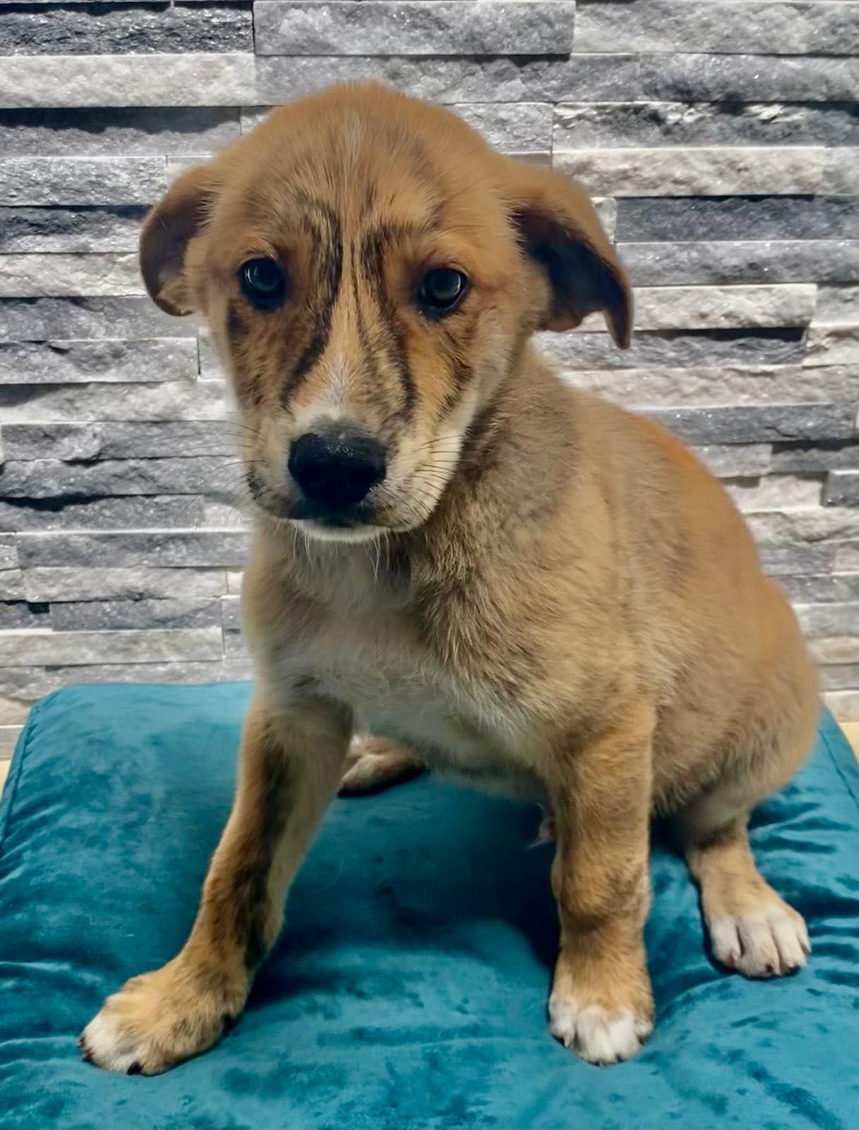 Cachorro para adoção RESPONSÁVEL