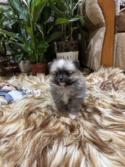 Pomeranian szpic miniaturowy