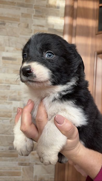 Suczka Border Collie