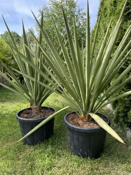 Juki, draceny, kaktusy