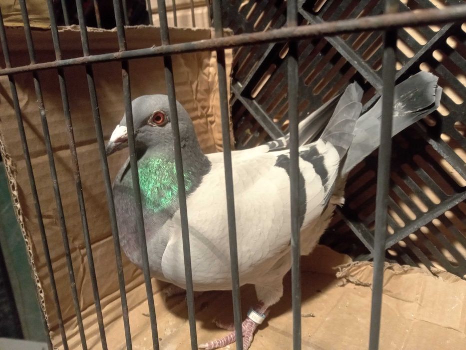 Gołębie pocztowe samice