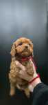 Cavapoo badania genetyczne pudel cavalier bardzo ciemna suczka
