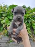 Piękny szczeniak American Staffordshire Terier Blue.