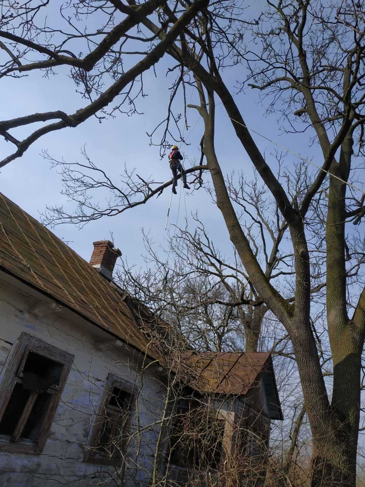 Альпініст Обрізання зрізання обрізка дерев зріз зрізка спил валка