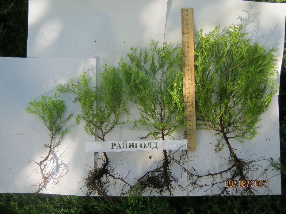 Туіі: одно- і двохрічна розсада.